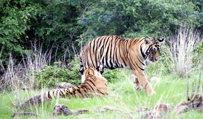 جولة المثلث الذهبي لمدة 8 أيام مع Ranthambore و Udaipur — 5