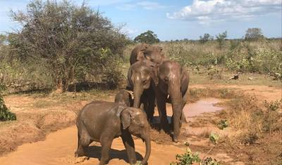 Tour Circular pelo Sri Lanka com Vida Selvagem (12 Dias) Upgrade para Tour Privado Disponível — 2
