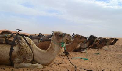 Tour pelo Deserto de Marraquexe 4D/3N — 3