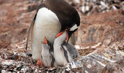 Antarctic Wildlife Adventure (21 Days) — 2