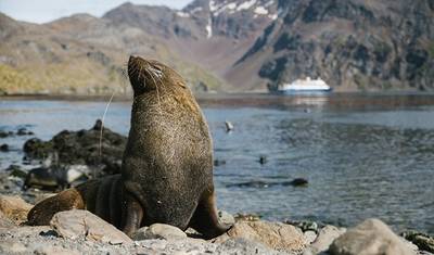 Antarctic Wildlife Adventure (21 Days) — 5