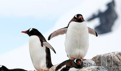 Aventura na Vida Selvagem Antártica (23 Dias) — 5