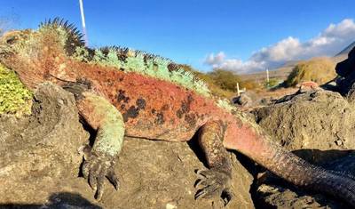 7日間の旅 / ガラパゴス諸島 サンクリストバル島＆サンタクルス島 — 2