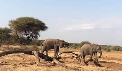 7 Days Tanzania Classic Safari — 3
