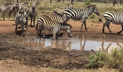 7 Days Tanzania Classic Safari — 4