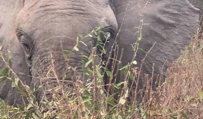 7 Days Tanzania Classic Safari — 5