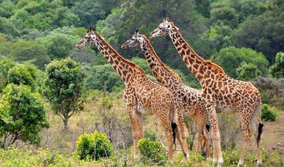 6 Days Tanzania Wildlife Encounters — 4