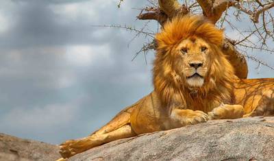 6 Days Tanzania Wildlife Encounters — 3