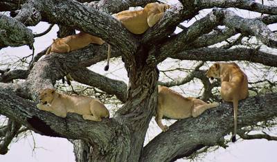 5 Days Tanzania Enticing Explorations — 2