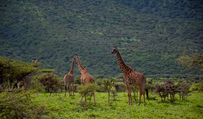 9-dniowe safari samochodowe i piesze w Tanzanii — 2