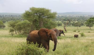 9-dniowe safari samochodowe i piesze w Tanzanii — 3