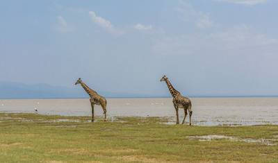 9-dniowe safari samochodowe i piesze w Tanzanii — 4