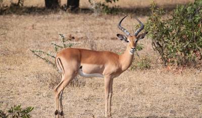 9-dniowe safari samochodowe i piesze w Tanzanii — 5