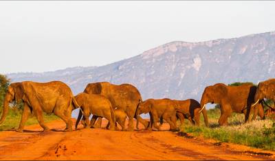 Safari de 3 Dias: O Melhor do Parque Nacional Tsavo West — 3