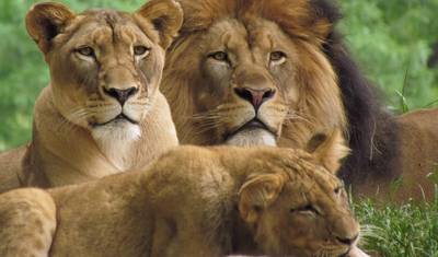 Safari Econômico de 3 Dias em Grupo no Maasai Mara - Saídas Diárias — 4