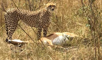 6-dniowe Luksusowe Safari z Zakwaterowaniem w Lodge'ach: Amboseli, Tsavo West, Tsavo East, Mombasa — 3
