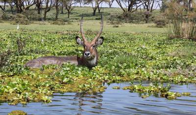 4-Day Lake Naivasha & Masai Mara Wildlife Luxury Safari — 5