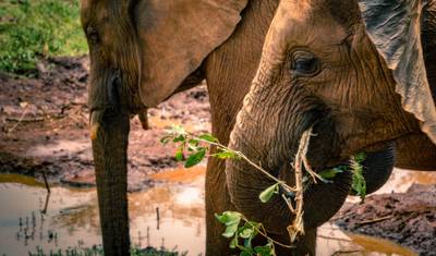 Nairobi do Dar Es Salaam (14 dni) — 4