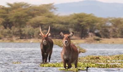 Excursão de 2 dias a Hell's Gate, Lago Naivasha e Ilha Crescent - Partidas Diárias — 5