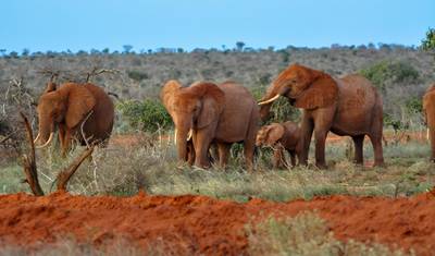 3-Day Amboseli National Park Safari - Mid-range — 3
