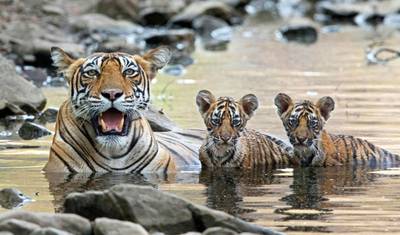 6-dniowa wycieczka po Złotym Trójkącie z tygrysami z Ranthambore i zachodem/wschodem słońca przy Taj Mahal — 5