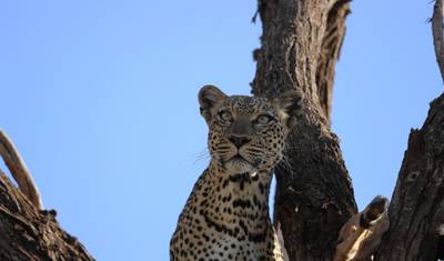 9日間 ケニア野生動物探検サファリ — 5