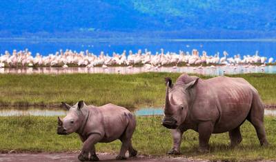 Safari de 5 Dias em Grupo com Alojamento de Categoria Média: Serengeti, Ngorongoro, Tarangire e Parque Nacional do Lago Manyara — 4