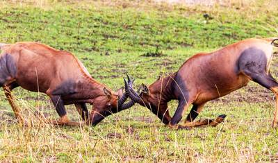 Safari de 5 Dias em Grupo com Alojamento de Categoria Média: Serengeti, Ngorongoro, Tarangire e Parque Nacional do Lago Manyara — 5