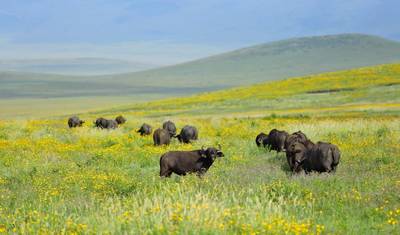 Safari de 5 Dias em Grupo com Alojamento de Categoria Média: Serengeti, Ngorongoro, Tarangire e Parque Nacional do Lago Manyara — 2
