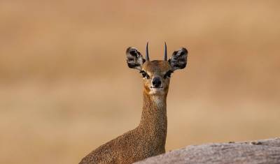 Safári em Grupo de 6 Dias no Serengeti, Ngorongoro, Tarangire, Parques Nacionais do Lago Manyara — 3