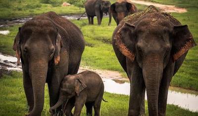 Sri Lanka Classic Tour - 7 Days 6 nights with private driver, vehicle and H/B accommodations — 4