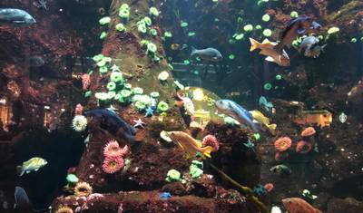 Passeio privado de vida selvagem: Aquário de Vancouver e Conservatório Bloedel — 2