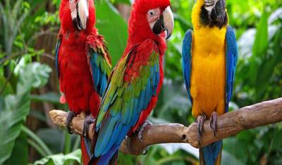 Passeio privado de vida selvagem: Aquário de Vancouver e Conservatório Bloedel — 4