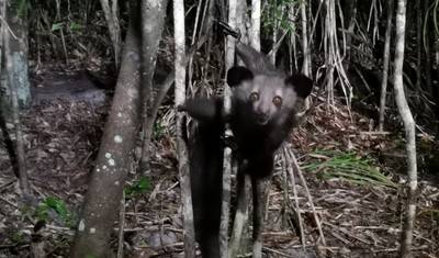 Madagascar Wildlife Tour 14D/13N — 2