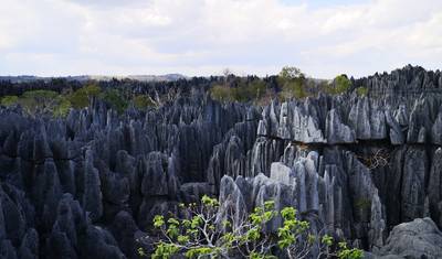 Madagascar Wildlife Tour 14D/13N — 4