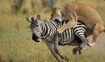 5-dniowe Safari Lotnicze w Kenii 2026 — 2