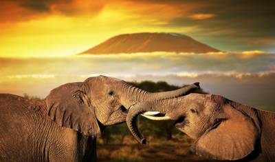 Safári de 2 Dias no Parque Nacional Tsavo Leste Partindo de Mombaça — 5