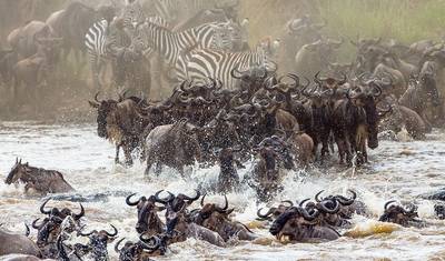 4-dniowe Grupowe Budżetowe Safari Kempingowe Masai Mara i Jezioro Nakuru - Codzienne Wyjazdy — 4