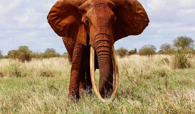 4-dniowe Safari dzikiej przyrody: Safari po Parkach Narodowych Amboseli, Tsavo West i Tsavo East — 3