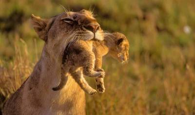 9 Days Kenya Classic Lodge Safari — 3