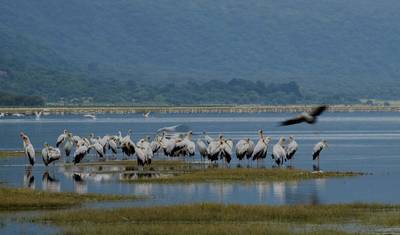 5-dniowe safari w lodżach średniej klasy: Hell's Gate, Jezioro Naivasha, Jezioro Nakuru i Masai Mara — 4