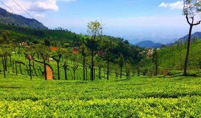 Pacote Mysore - Ooty - Coorg — 4