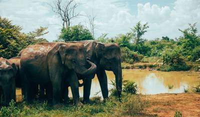 Itinerário de 8 Dias no Sri Lanka — 2