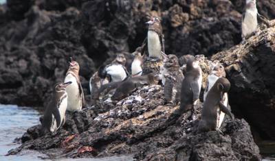 1 Viagem, 2 Maravilhas: Machu Picchu e as Ilhas Galápagos — 4