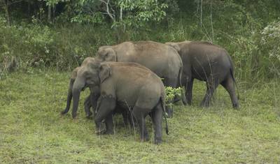 Cochin to Thekkady & Alleppey — 2