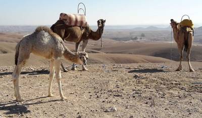 8 Dias de Bicicleta ao Deserto do Saara — 5