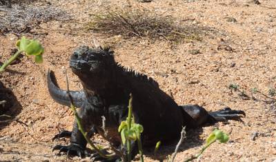 Experiência Galápagos: 5 dias — 2