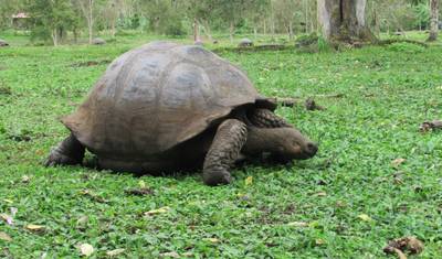 Galapagos Dive Discovery - 4 Days — 5
