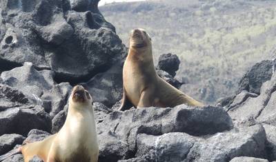 Doświadczenie na Galapagos: 7 dni — 5