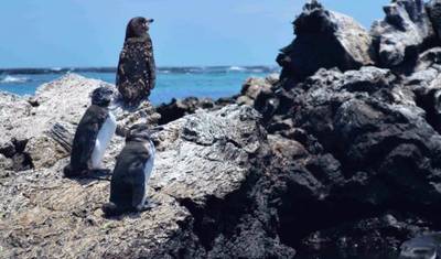 Doświadczenie na Galapagos: 7 dni — 3